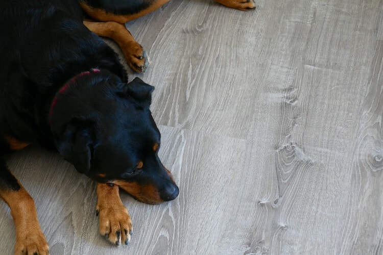 How To Install Vinyl Plank Flooring, Vinyl Plank Flooring Dogs